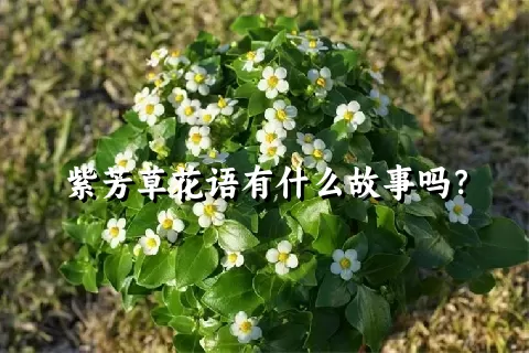 紫芳草花语有什么故事吗？