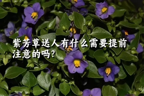 紫芳草送人有什么需要提前注意的吗？