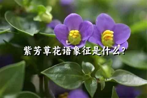 紫芳草花语象征是什么？