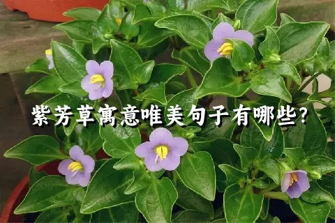 紫芳草寓意唯美句子有哪些？