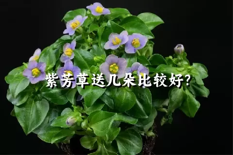 紫芳草送几朵比较好？