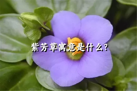 紫芳草寓意是什么？