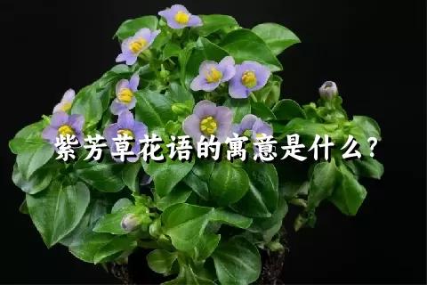 紫芳草花语的寓意是什么？