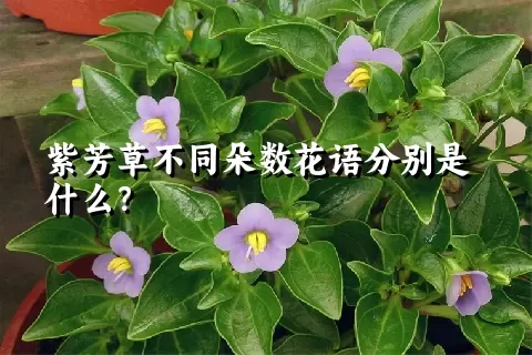 紫芳草不同朵数花语分别是什么？