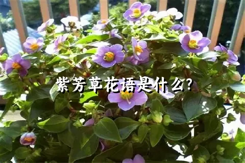 紫芳草花语是什么？