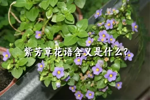 紫芳草花语含义是什么？