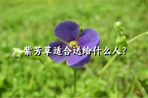 紫芳草适合送给什么人？