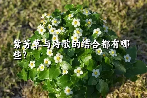 紫芳草与诗歌的结合都有哪些？