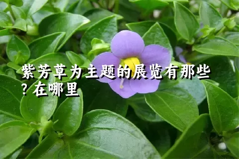 紫芳草为主题的展览有那些？在哪里