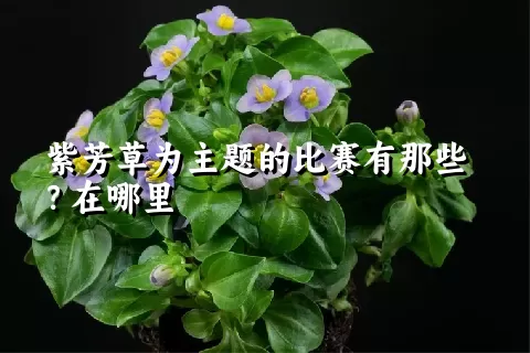 紫芳草为主题的比赛有那些？在哪里