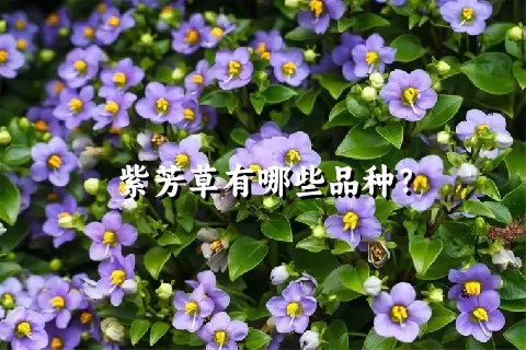 紫芳草有哪些品种？