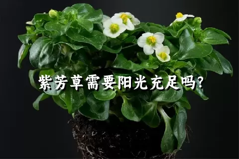 紫芳草需要阳光充足吗？