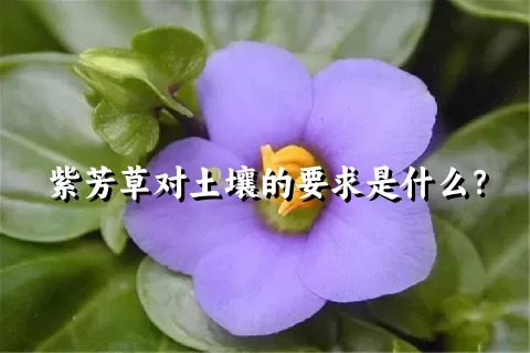 紫芳草对土壤的要求是什么？