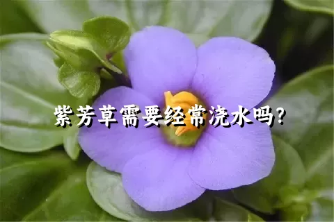 紫芳草需要经常浇水吗？