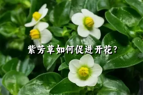 紫芳草如何促进开花？