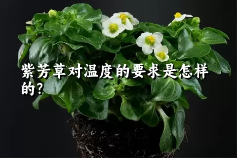 紫芳草对温度的要求是怎样的？