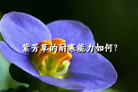 紫芳草的耐寒能力如何？