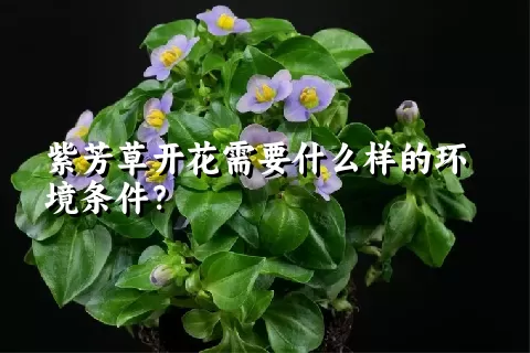 紫芳草开花需要什么样的环境条件？