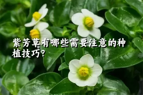 紫芳草有哪些需要注意的种植技巧？