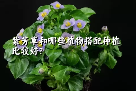 紫芳草和哪些植物搭配种植比较好？