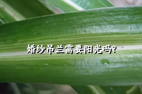 婚纱吊兰需要阳光吗？