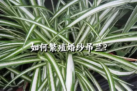 如何繁殖婚纱吊兰？