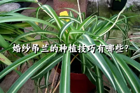 婚纱吊兰的种植技巧有哪些？