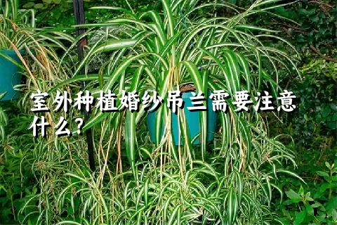 室外种植婚纱吊兰需要注意什么？