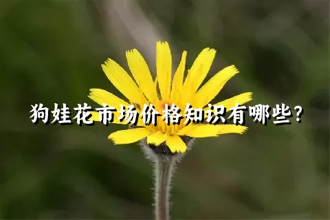 狗娃花市场价格知识有哪些？