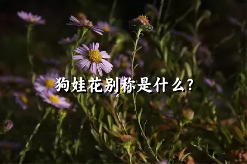 狗娃花别称是什么？