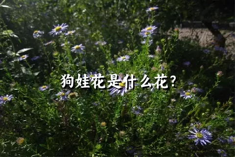 狗娃花是什么花？