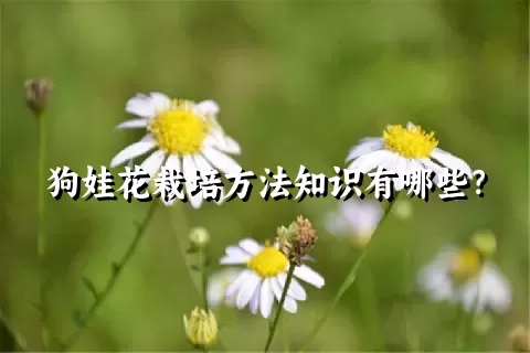 狗娃花栽培方法知识有哪些？