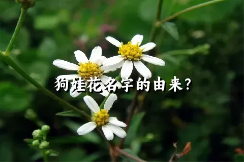 狗娃花名字的由来？