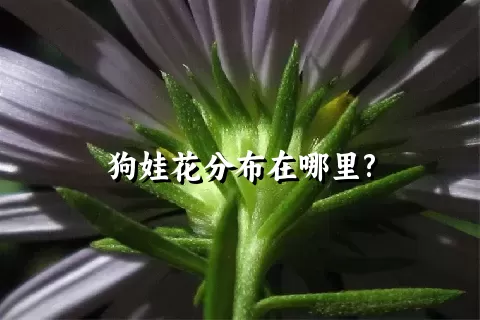 狗娃花分布在哪里?