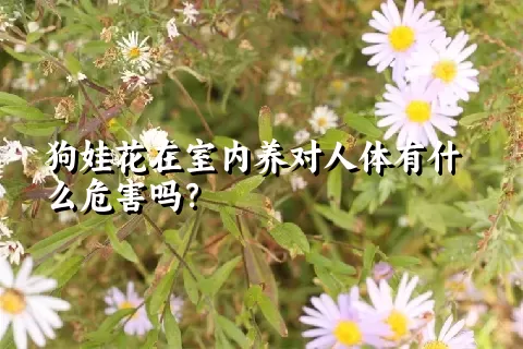 狗娃花在室内养对人体有什么危害吗？