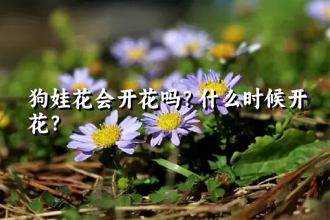 狗娃花会开花吗？什么时候开花？