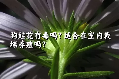 狗娃花有毒吗？适合在室内栽培养殖吗？