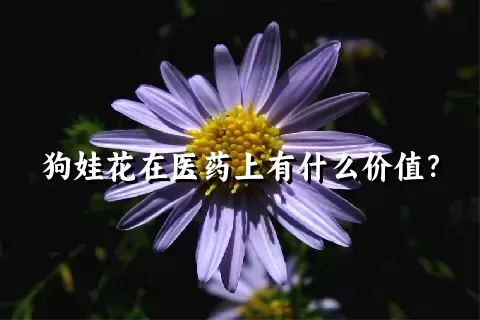 狗娃花在医药上有什么价值？