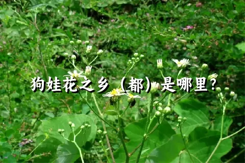 狗娃花之乡（都）是哪里？