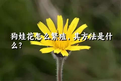 狗娃花怎么繁殖，其方法是什么？