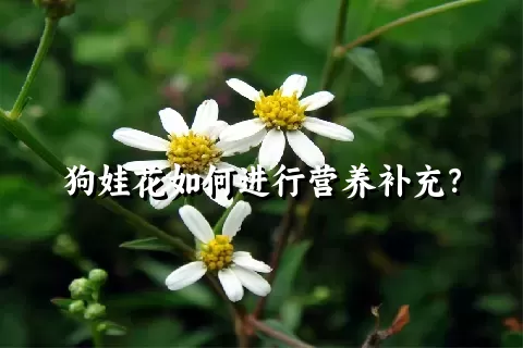 狗娃花如何进行营养补充？