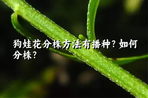 狗娃花分株方法有播种？如何分株？