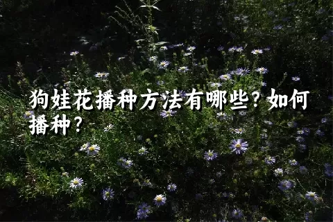 狗娃花播种方法有哪些？如何播种？