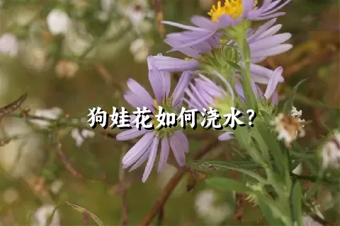 狗娃花如何浇水？