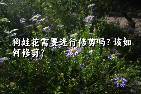 狗娃花需要进行修剪吗？该如何修剪？