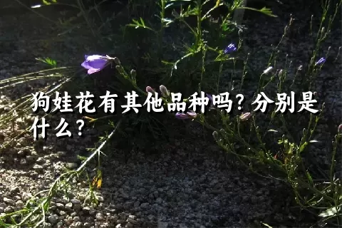 狗娃花有其他品种吗？分别是什么？