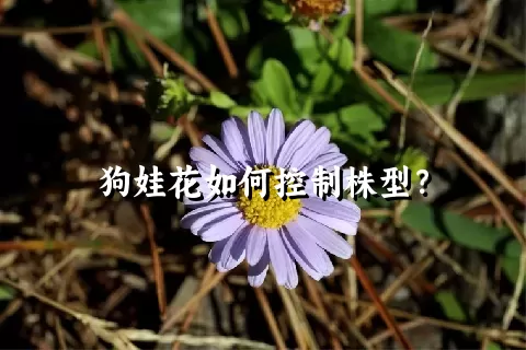 狗娃花如何控制株型？