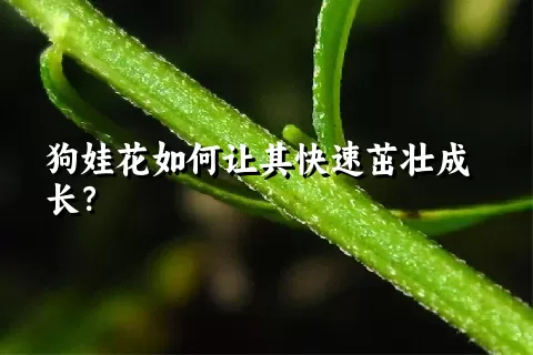 狗娃花如何让其快速茁壮成长？