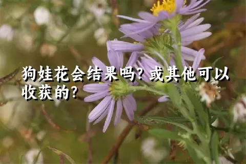 狗娃花会结果吗？或其他可以收获的？