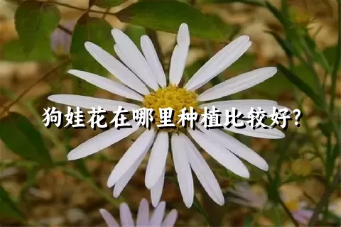 狗娃花在哪里种植比较好？